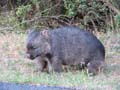Wombat